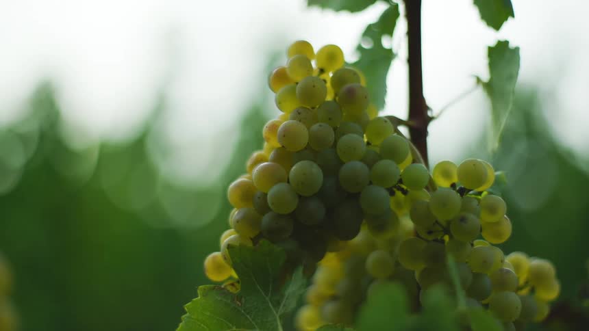 Bunches of grapes are attached to a vine