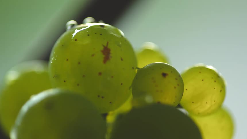 A bead of water is flicked off a bunch of grapes