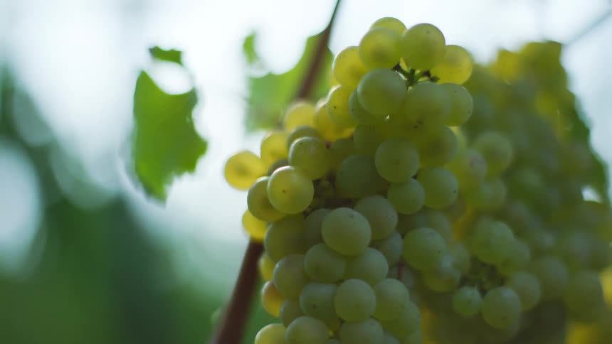 View of a bunch of green grapes on the vine