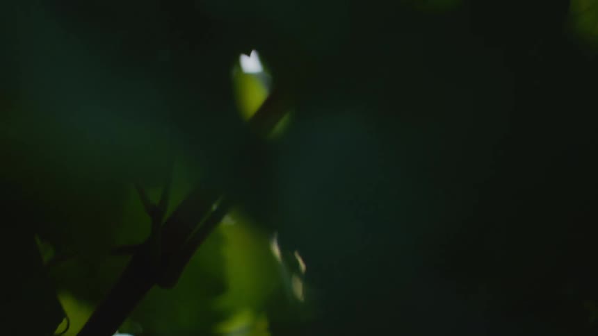 A close up look at green leaves on a tree