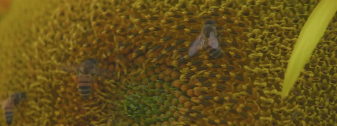 A few bees crawling on a sun flower