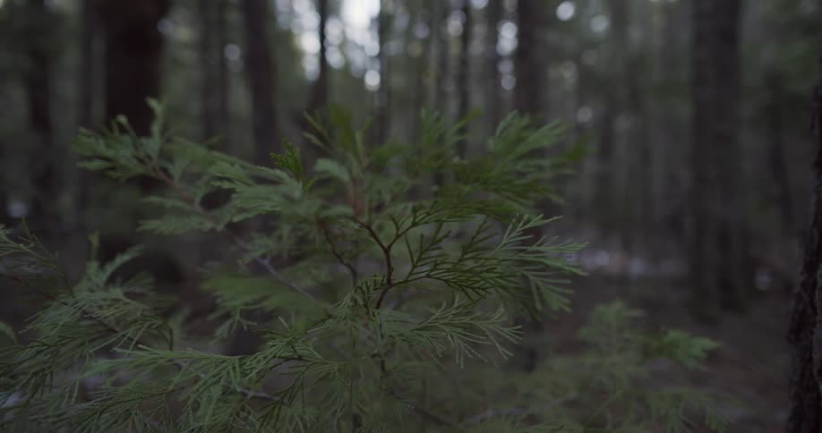 A shrub next to a tree in a woodland during the day