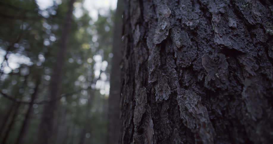 A close up of a tree trunk and bark of a tree in a forest