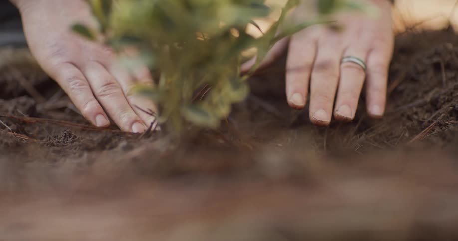 A woman planting in a garden