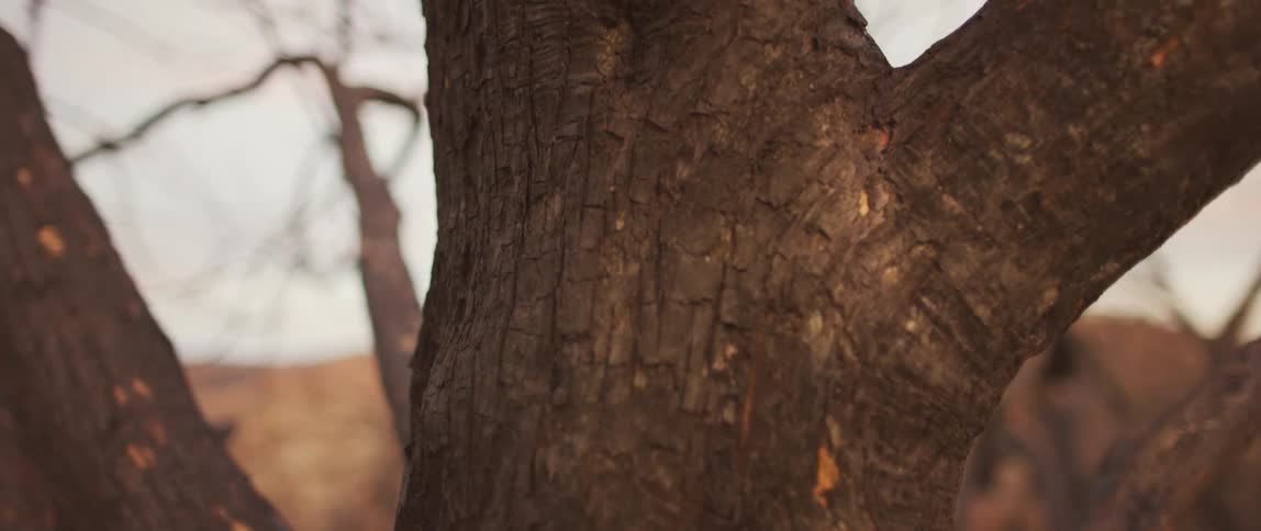 Bark on a tree trunk with leafless branches in the daytime