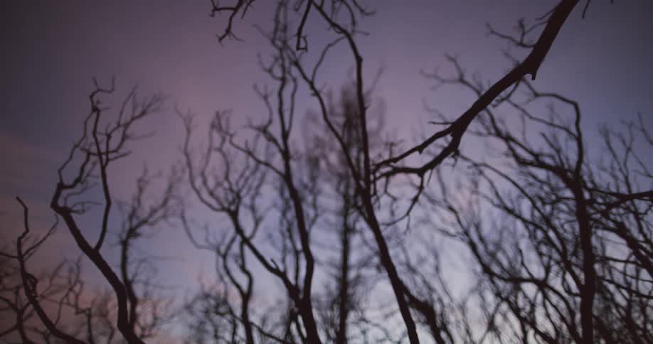 Barren tree branches fill a forest at dusk