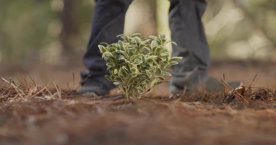 Feet walking behind a small shrub on the ground outdoors at day time