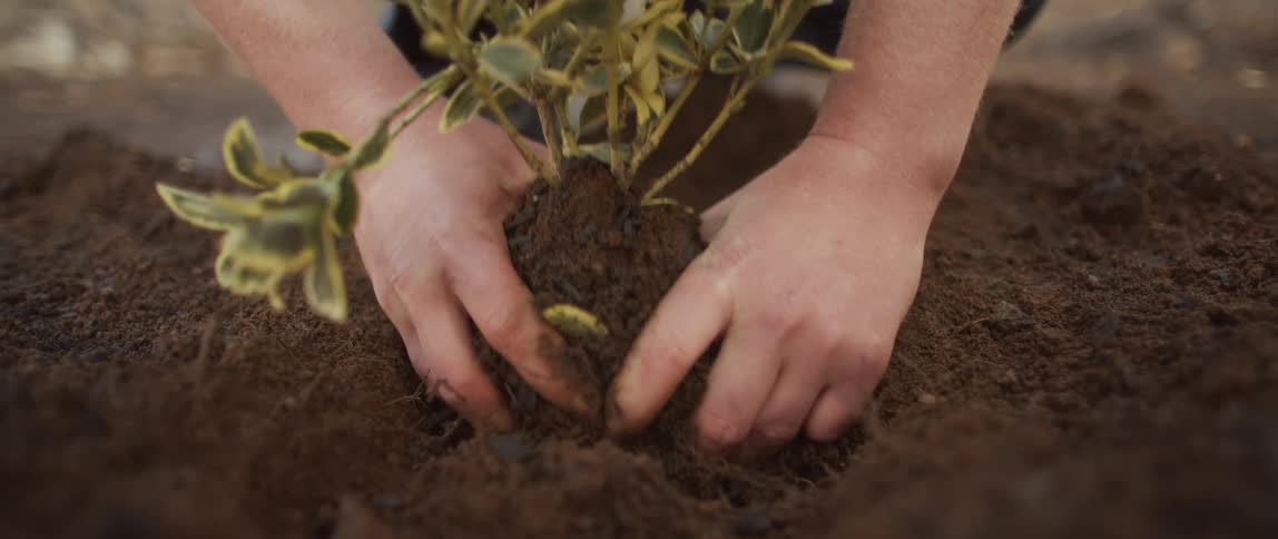 A person digs their their fingers into the soil in order to lift a plant from the ground by the roots