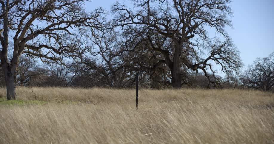 Grass prairie land with trees and a clear blue sky