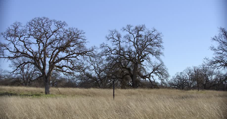 Leafless trees out in a yellow grass field at day time next to a descending slope
