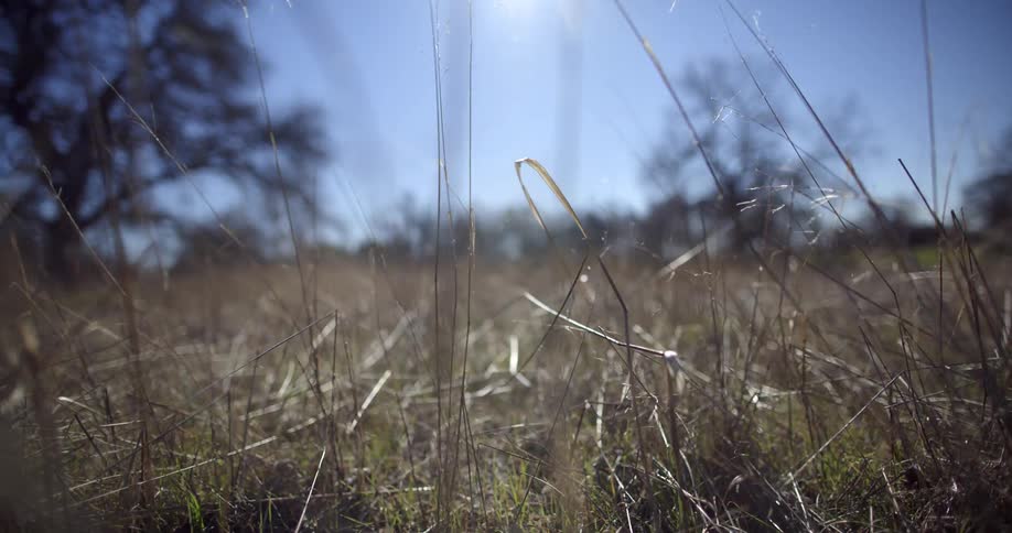 Grass and weeds with trees in the background on a clear day