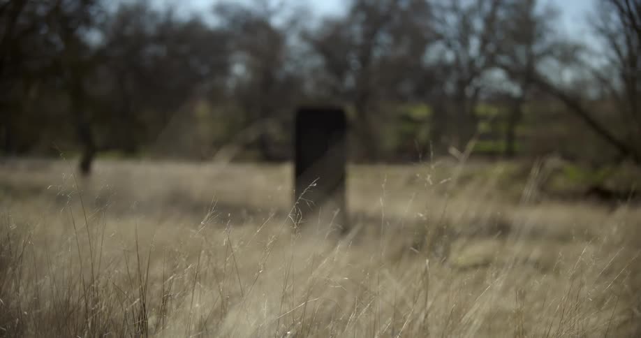 A dark object is standing up in the middle of a tree lined field