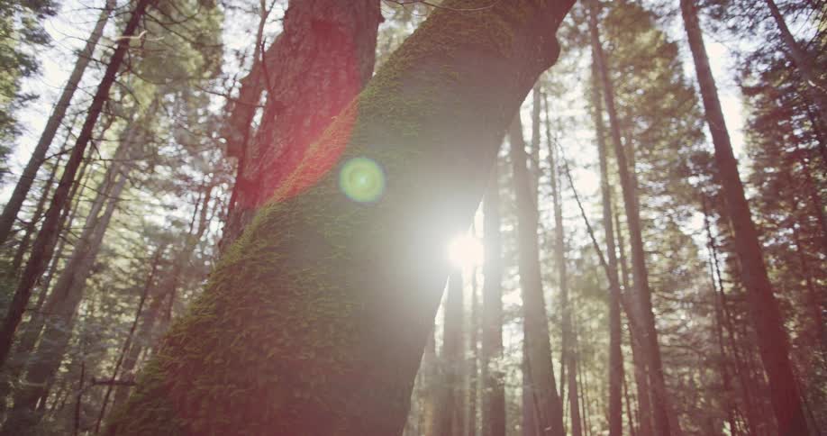Moss covered tree in a forest with bright sunlight behind it