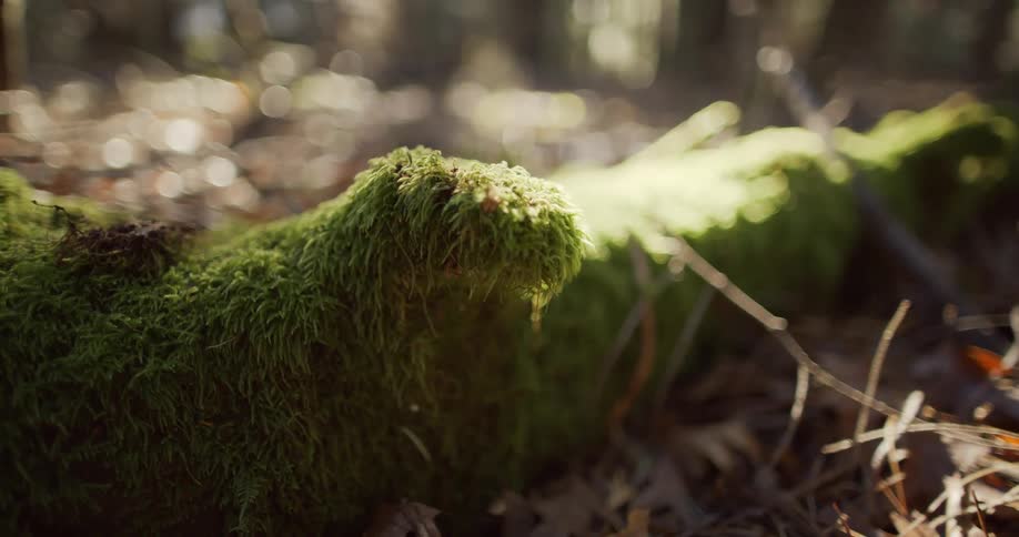 A close up of the ground with a moss covered log in the forest