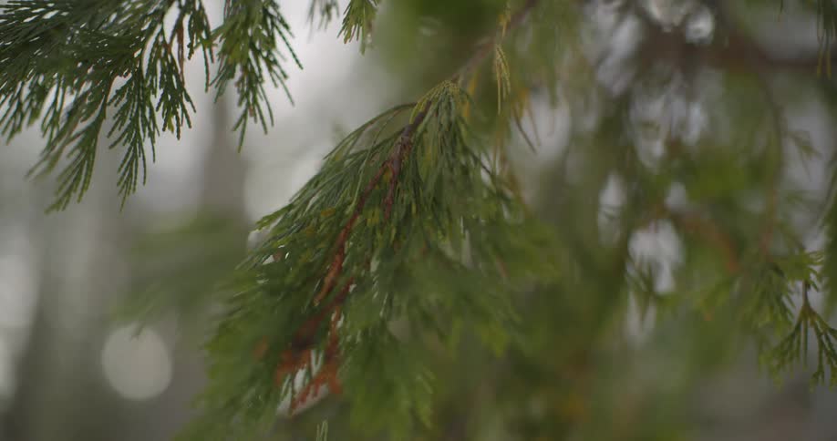 A small branch on a pine tree in a woodland during the day