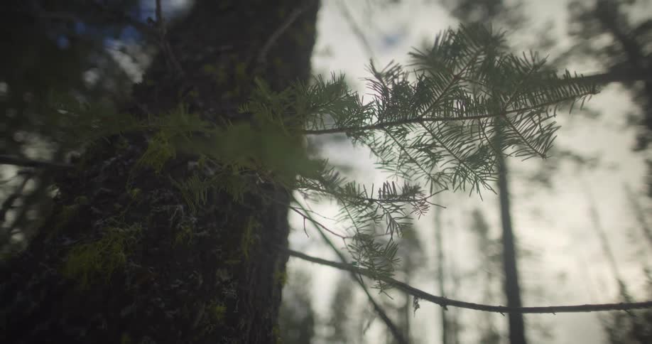 Branch with pine leaves at day time in a forest with other tall pine trees