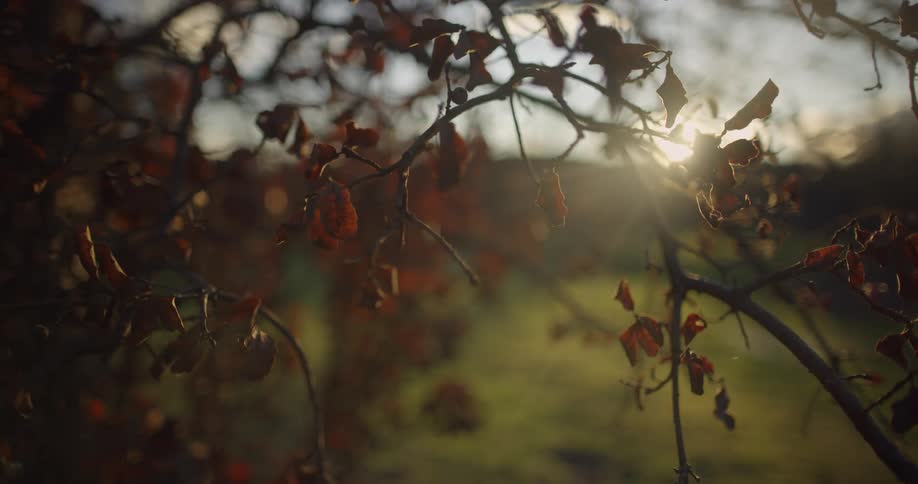 Orange leaves hanging on a tree branch with the sun flaring in between the branches