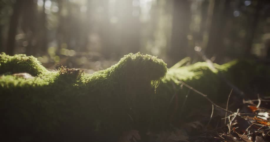 Fallen tree covered in moss sits on the forest ground