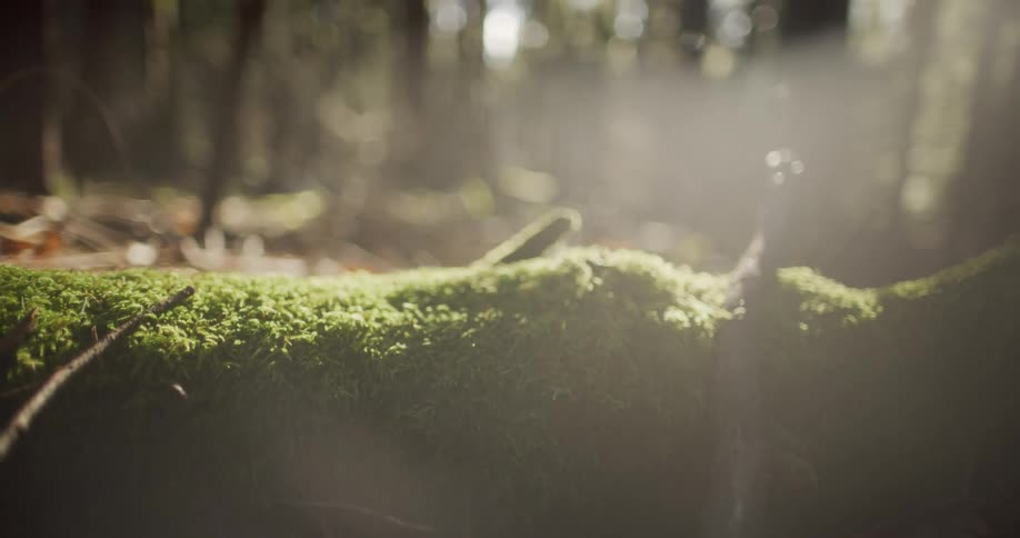 Close up of a moss covered tree branch on the ground in the forest during the day