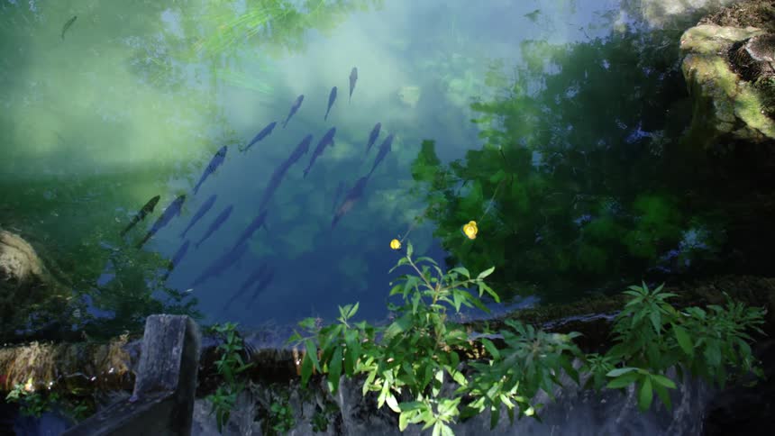 A school of fish float together in the middle of a body of water