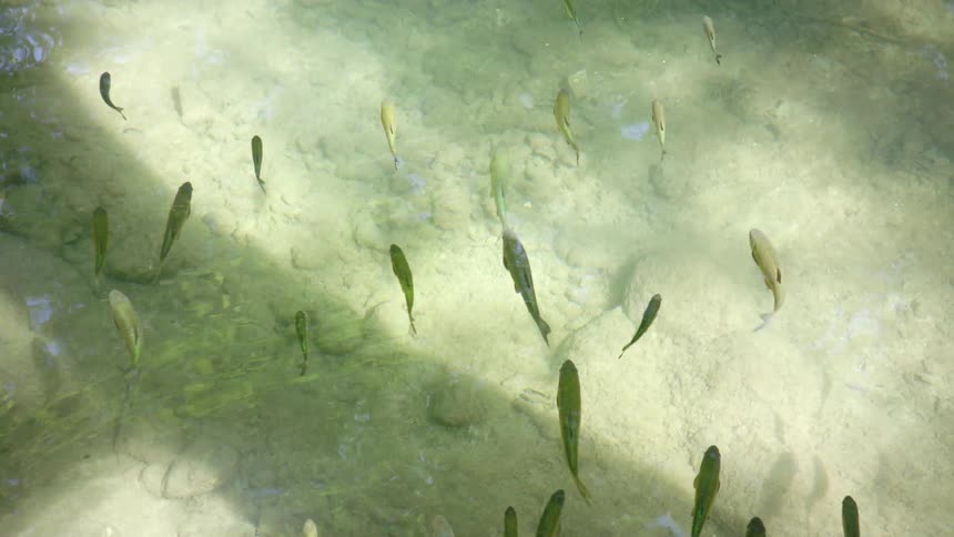 Fish swimming in the water