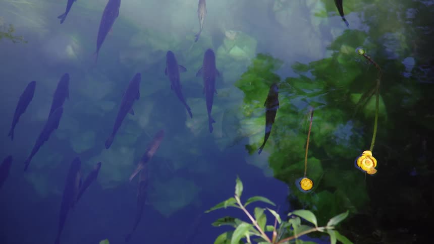 A school of fish are underwater