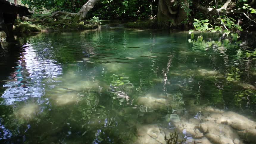 Small enclosure of water surrounded by green plants