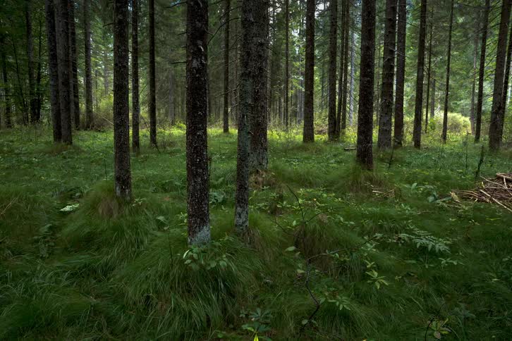 Forest with tall grass and many trees