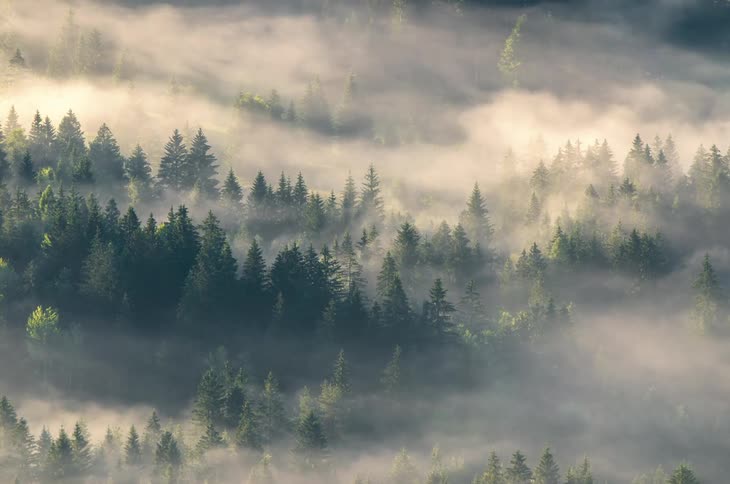 Mist moving over tree tops at day time in a forest