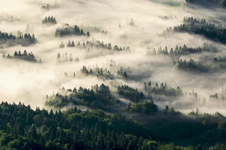 Aerial view of clouds moving across a forest