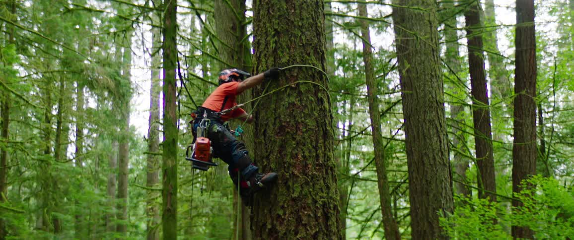 A man climbing on a tree with a chainsaw