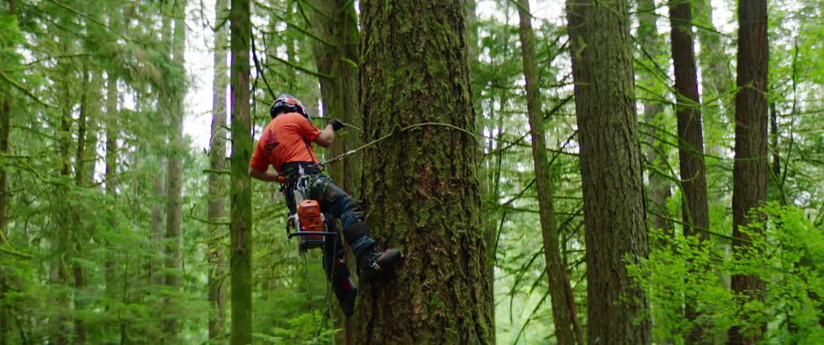 An arborist uses a rope to climb the trunk of a tree in a forest during the day