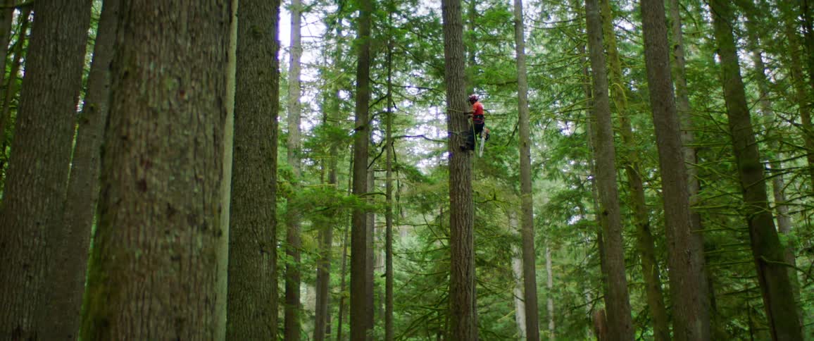 A man climbs a tree with safety gear in a forest