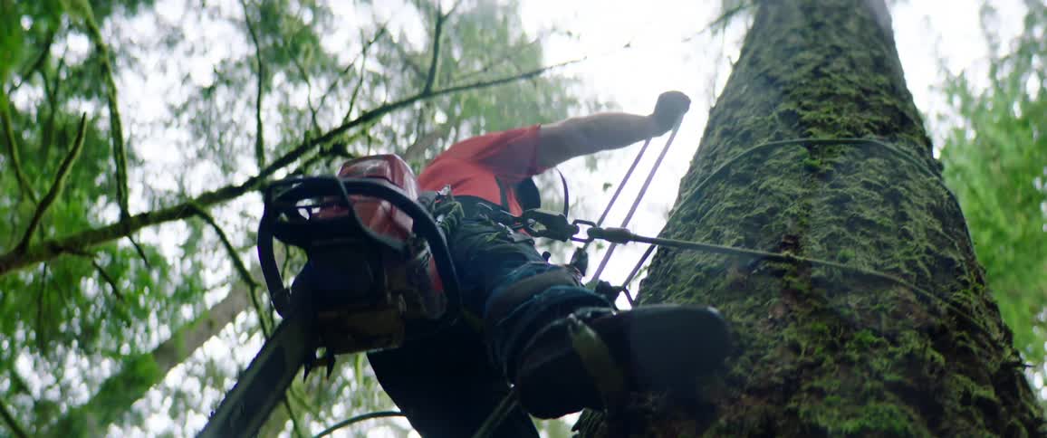 A man is climbing a large tree with rope and safety gear with a saw