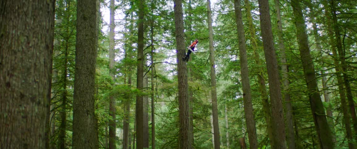 An arborist using a rope to stand high up on the side of a tall tree in a woodland starts and raises his chainsaw