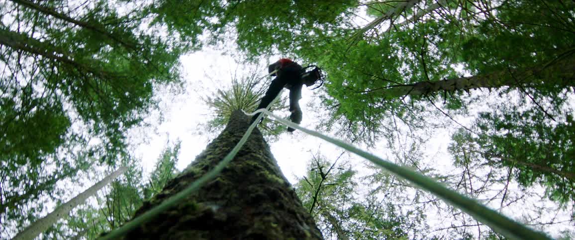 A man descends a large tree with ropes in a forest