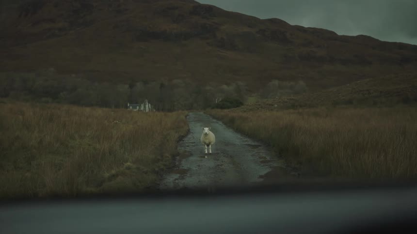 A sheep stands in the middle of a dirt road while a vehicle sits with the wipers moving