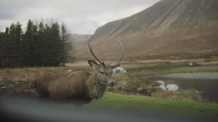 A moose grazes and eats grass in a field near a pond and plateau