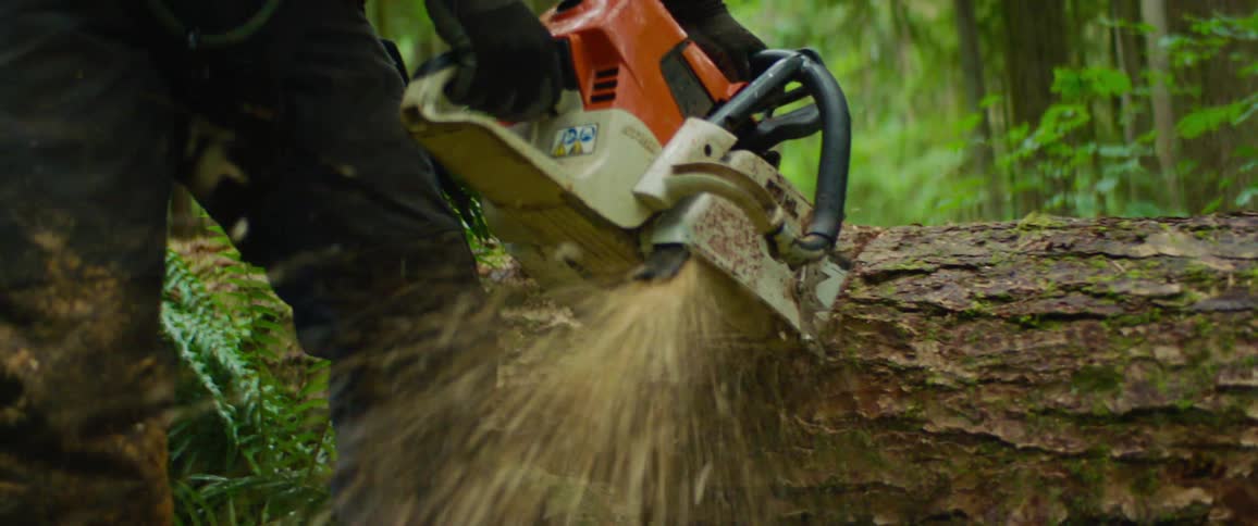 Man with black pants and gloves cuts a tree with a chainsaw in the forest