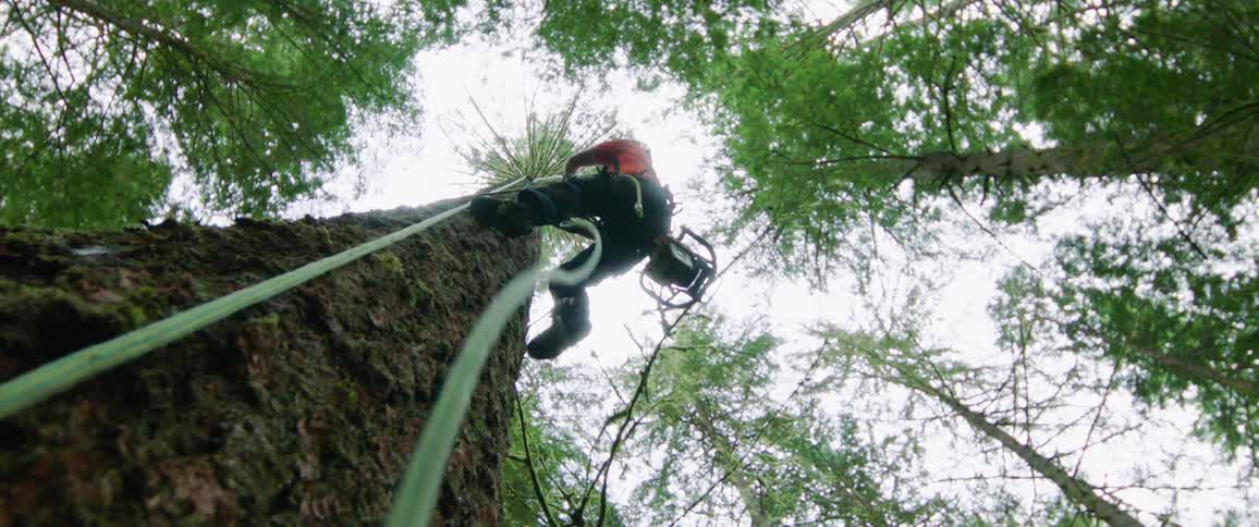 Worms eye view of an employee climbing up a tree