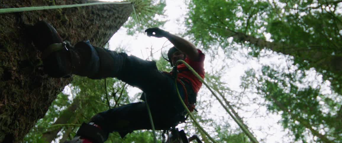 A man abseils down the trunk of a tall tree in a woodland on a cloudy day