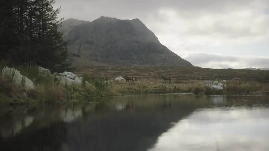 Wild deer walking by a lake at day time next to a mountain range and trees