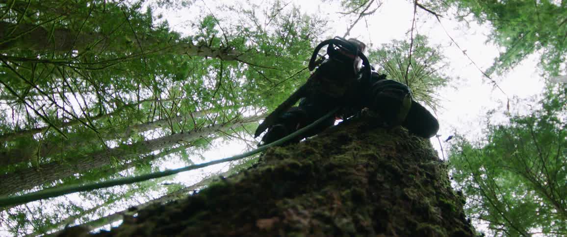 A man climbs up a tree using rope and spikes with a chainsaw hanging on his back