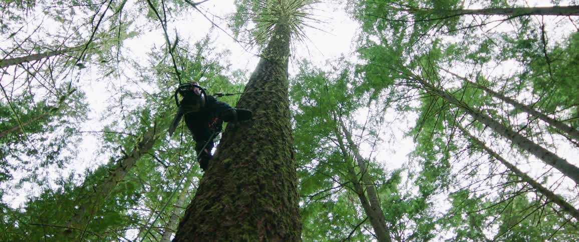 An arborist with a chainsaw on his back uses a rope to climb a tall narrow tree in a woodland during the day
