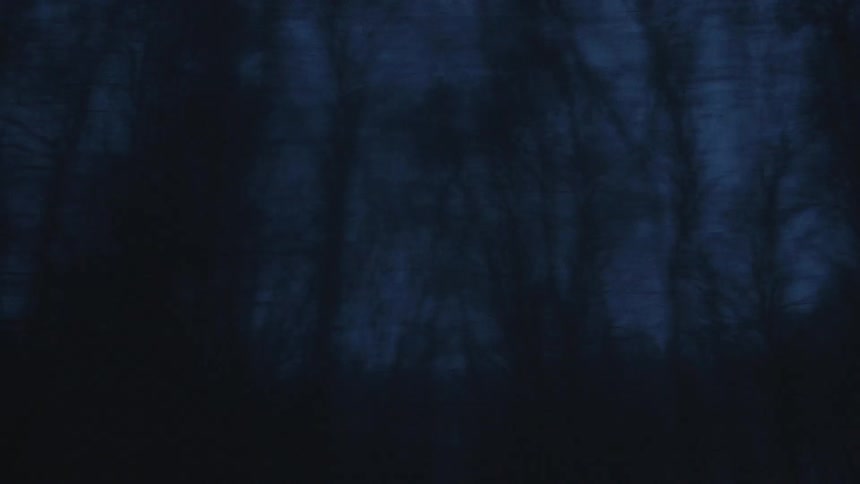 Silhouetted trees in a dark forest at night time