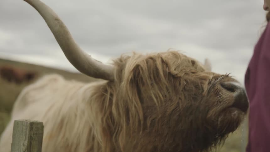 A young couple smiles as they feed a highland cow with long horns