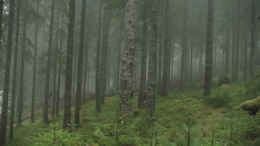 Two people hiking through a forest