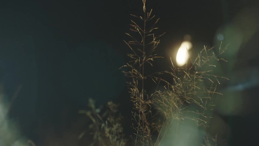 A person walking past a bush and a car outside in the wind