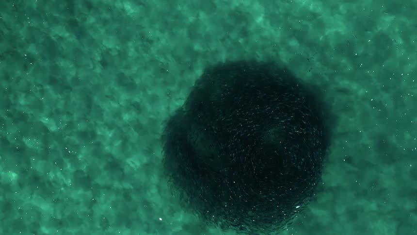 Fish swarm in a circle in a body of water