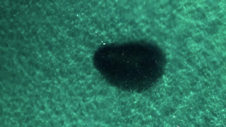 A group of fish swim in a circle in an ocean